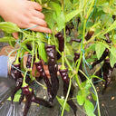 Zilongjiao No.1 Chili Seeds, 10 Seeds