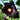 Single Midnight Black Hollyhock, 100 Seeds
