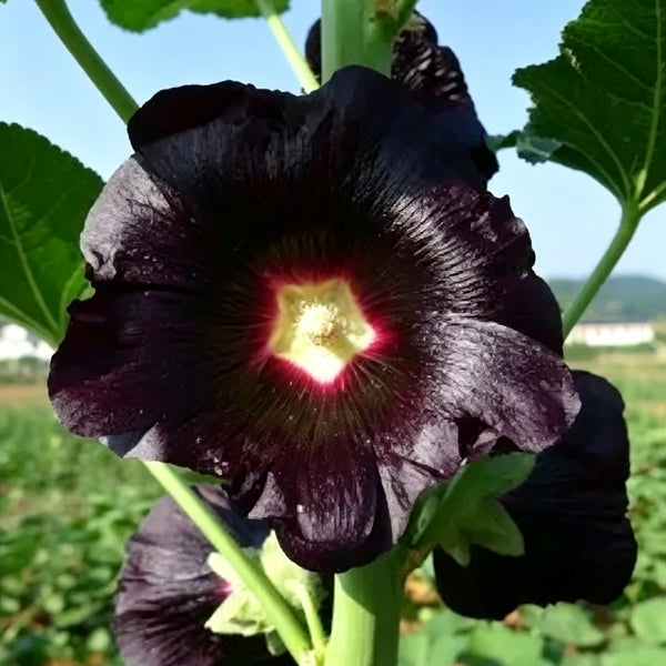 Single Midnight Black Hollyhock, 100 Seeds