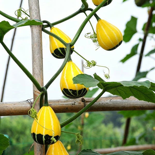 Little Rascal Gourd Seeds, 2g