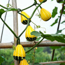 Little Rascal Gourd Seeds, 2g