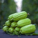 Yellow River' Chinese Vegetable Melon Seeds, 50 Seeds