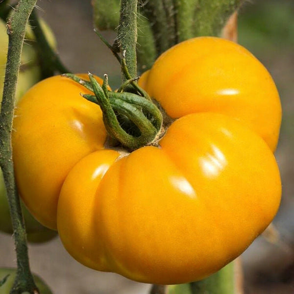 Golden Mango Tomato, 10 Seeds