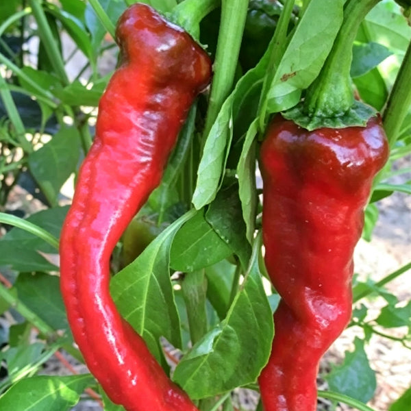 W960 Portugal Delicious Pepper, 5 Seeds