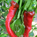 W960 Portugal Delicious Pepper, 5 Seeds