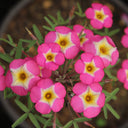 Oxalis obtusa Series Bulb - 'Rose Yael', 2 Bulbs