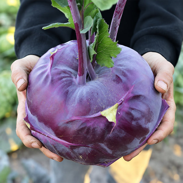 U2616 Purple Fruit Kohlrabi F1, 5 Grams ≈ 800 Seeds