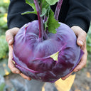 U2616 Purple Fruit Kohlrabi F1, 5 Grams ≈ 800 Seeds