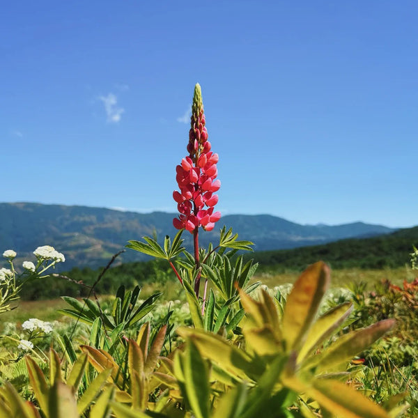 Red Lupin, 100 Seeds