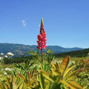 Red Lupin, 100 Seeds