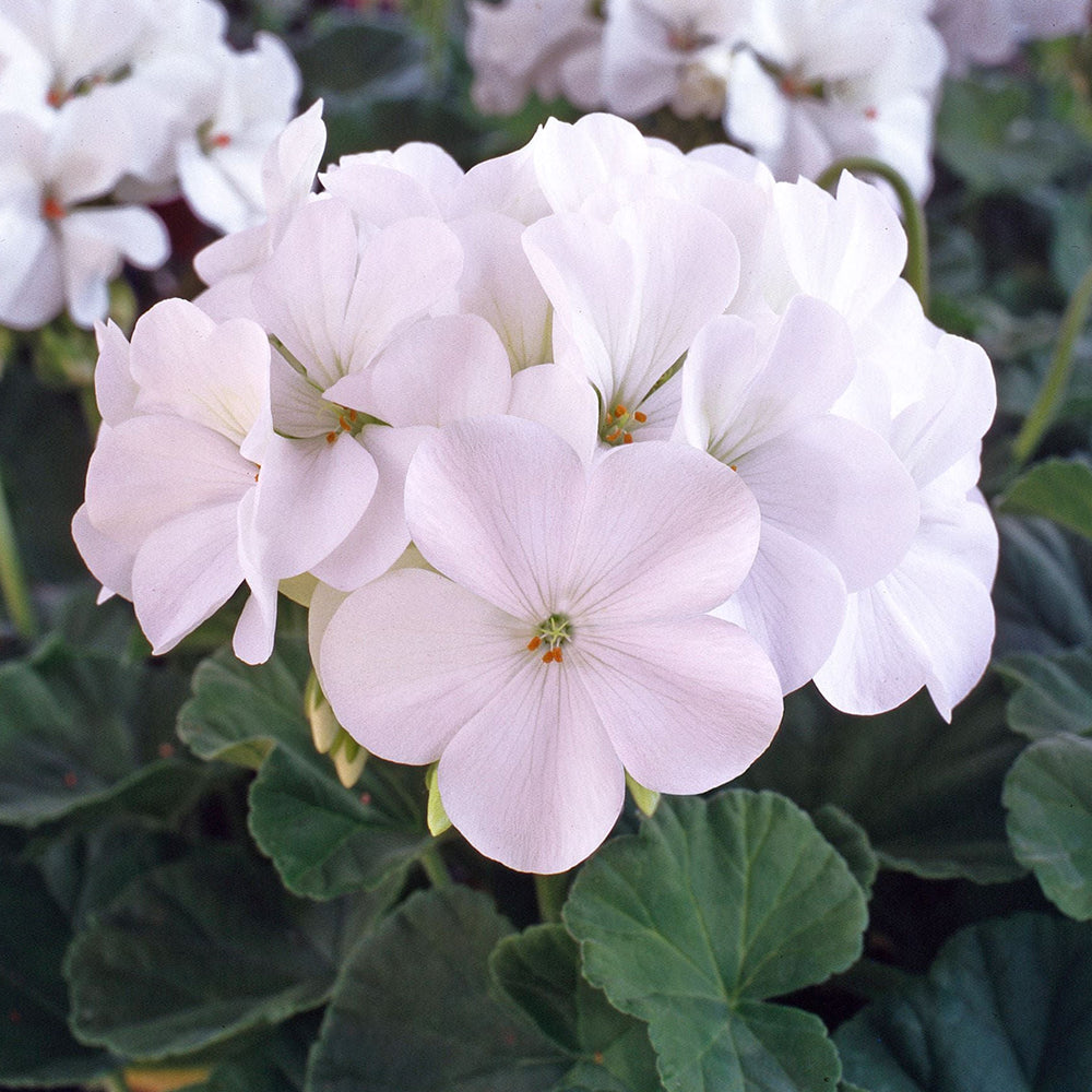 Geranium Seeds - Horizon White F1