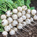 White Cherry Radish Seeds, 10g