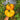 235 Kozula 202-1 Tomato, 5 Seeds