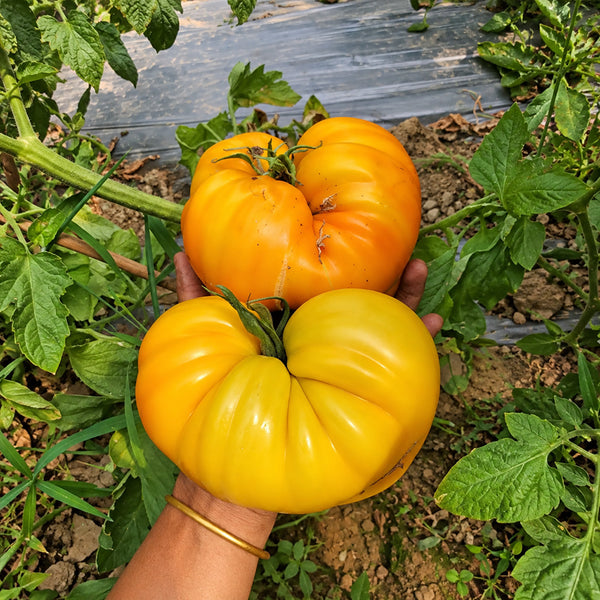 235 Kozula 202-1 Tomato, 5 Seeds