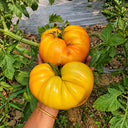 235 Kozula 202-1 Tomato, 5 Seeds