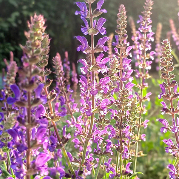 Purple Salvia Seeds, 100 Seeds