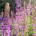 Purple Salvia Seeds, 100 Seeds