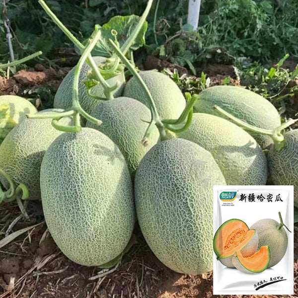 Hami Melon Seeds, 25 Seeds