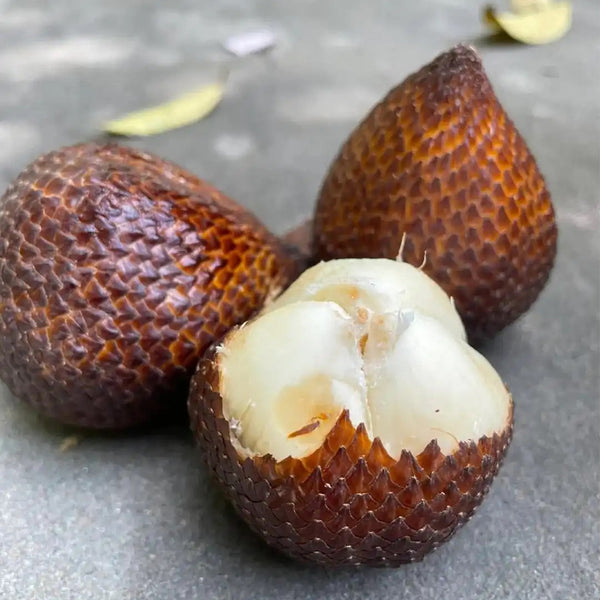 Salak Palm, 5 Seeds
