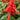 Scarlet Sage Seeds (Salvia splendens), Pack of 100