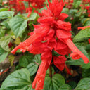 Scarlet Sage Seeds (Salvia splendens), Pack of 100