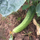'Superior' Classic Fruit Cucumber Seeds, 3g