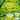 Yellow-Heart Flat Cabbage Seeds, 10g