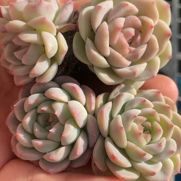 Echeveria 'Monroe', 3pcs x 1-head