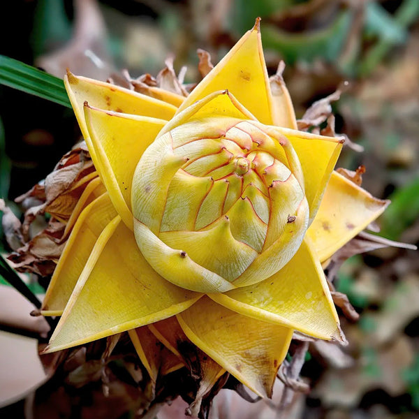 Ground Burst Golden Lotus, 30 Seeds