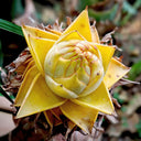 Ground Burst Golden Lotus, 30 Seeds