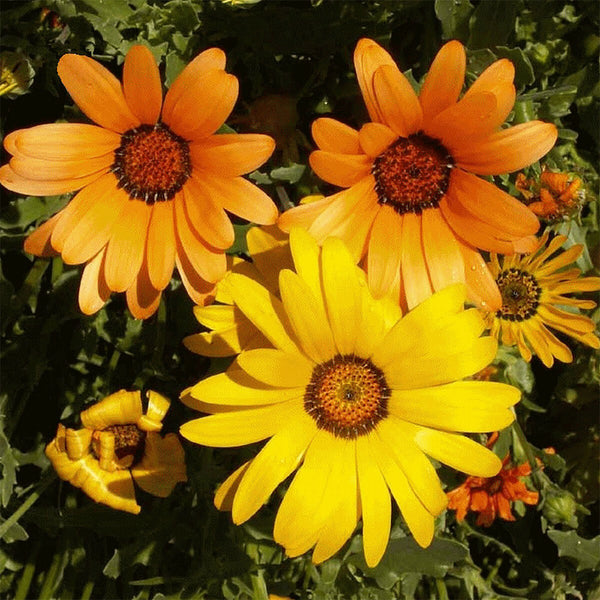 Mixed Colors Namaqualand Daisy Seeds, 1g