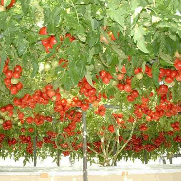Shouguang Tomato Tree Seeds, 5 Seeds