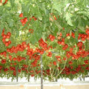 Shouguang Tomato Tree Seeds, 5 Seeds