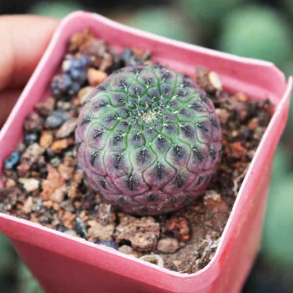 Sulcorebutia rauschii Live Cactus, 2-3cm