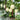 Caidu Jinyu No.12 F1 Melon, 300 Seeds (Original Pack )