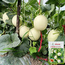 Caidu Jinyu No.12 F1 Melon, 300 Seeds (Original Pack )