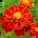 Red Double French Marigold, 200 Seeds