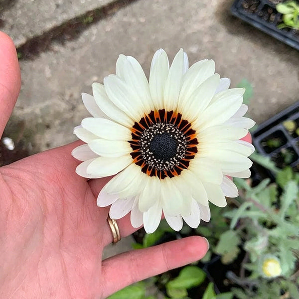 Double White Cape Daisy, 100 Seeds