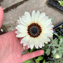 Double White Cape Daisy, 100 Seeds
