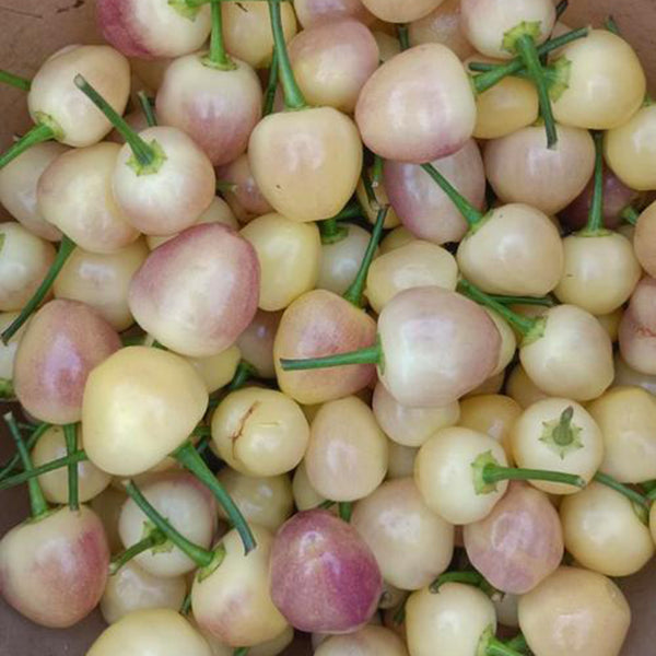 Seven-Colored Pickling Pepper, 100 Seeds