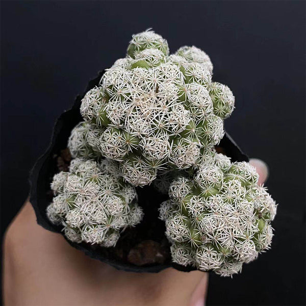 Mammillaria gracilis fragilis 'Thimble Cactus', 3-4cm