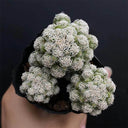 Mammillaria gracilis fragilis 'Thimble Cactus', 3-4cm