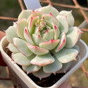 Echeveria derenbergii Captain Hay, 1pc x 1-head