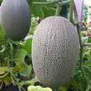 Hami Melon Seeds, 25 Seeds