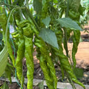 Julong 828 Long Pepper Seeds, 1000 Seeds