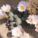 Tephrocactus geometricus Live Cactus