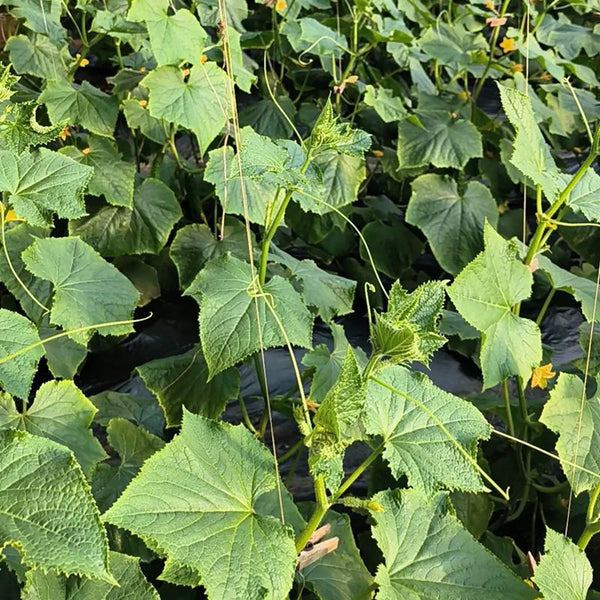 Russian Masha Fruit Cucumber, 20 Seeds