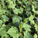 Russian Masha Fruit Cucumber, 20 Seeds