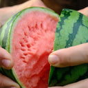 Sugar Globe Petite Watermelon Seeds, 15 Seeds