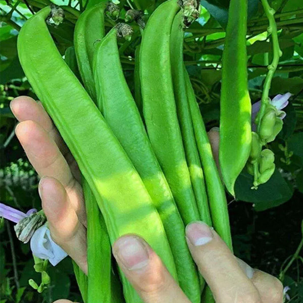 Thick-fleshed Sword Bean Seeds, 5 Seeds Per Bag